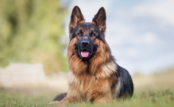 A dog called Levko