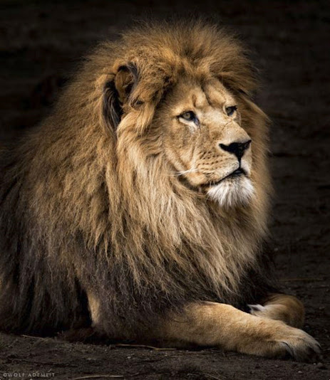 Noble animals