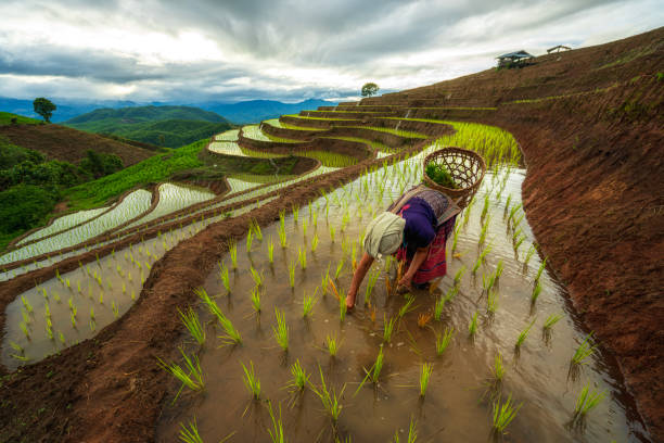 Farming and capitalism