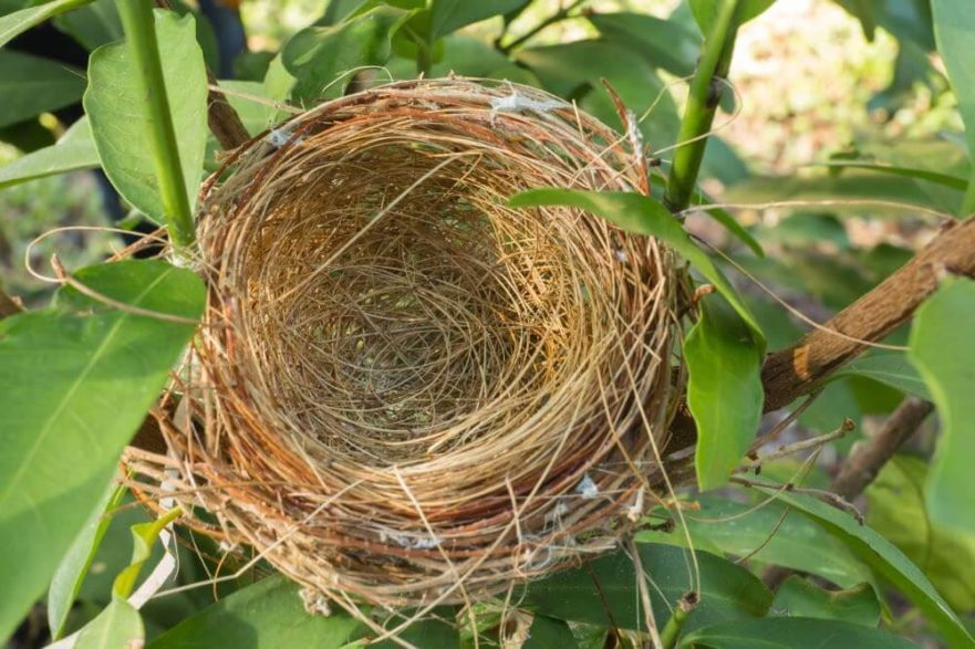 Empty nest