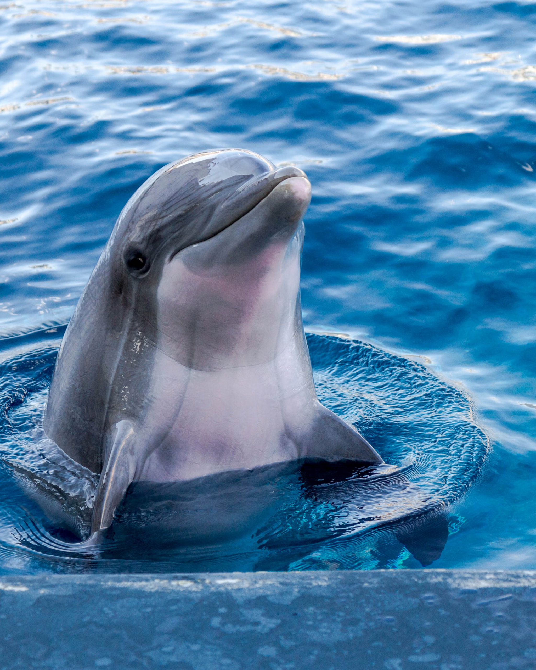 Where are the dolphins?