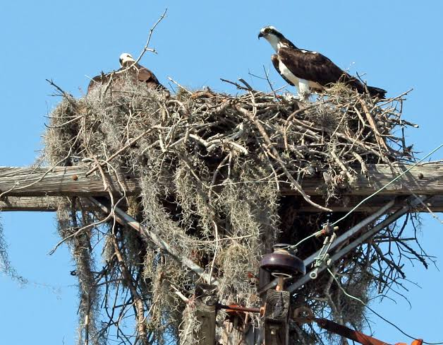 Finicky birds