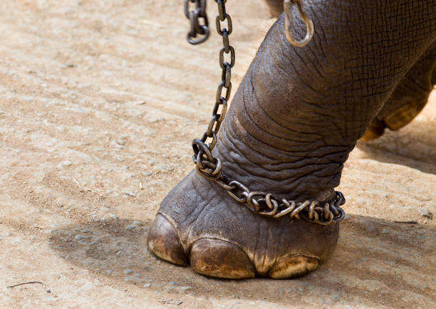 Cruelty to animals