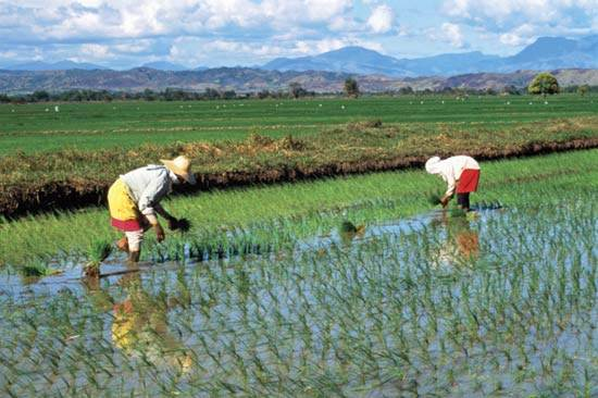 The role of international crop research centers in development