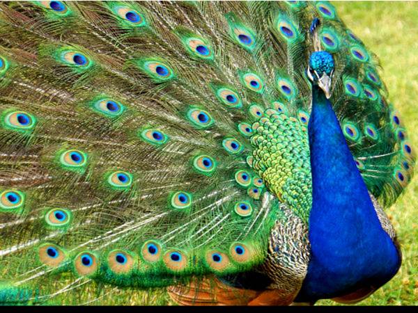 Save the peacocks