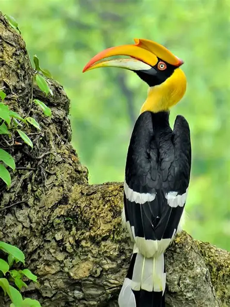 Birds,art and craft,wild life and gems of India