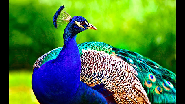 Please save the peacocks