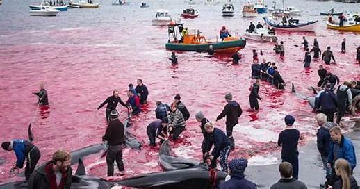 Please save the whales